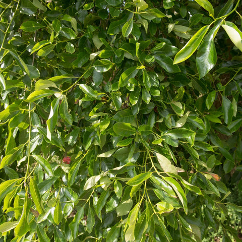 Black Gum Tree