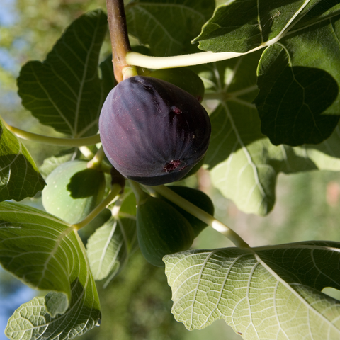 Black Mission Fig Tree