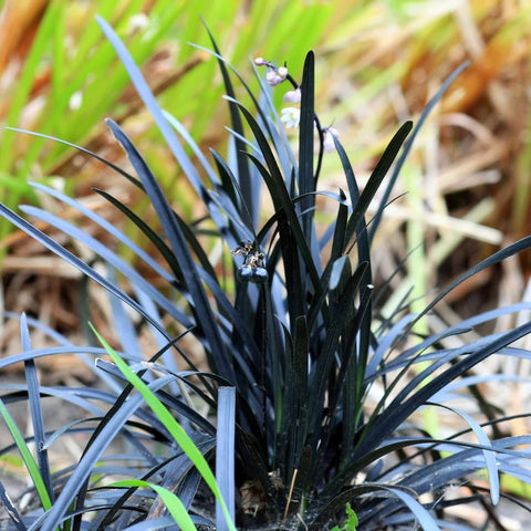 Black Mondo Grass