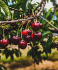 Black Tartarian Cherry Tree