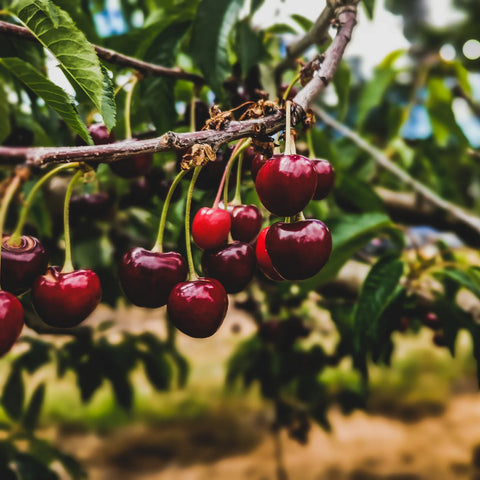 Black Tartarian Cherry Tree