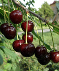 Black Tartarian Cherry Tree