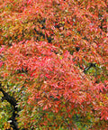 Black Gum Tree