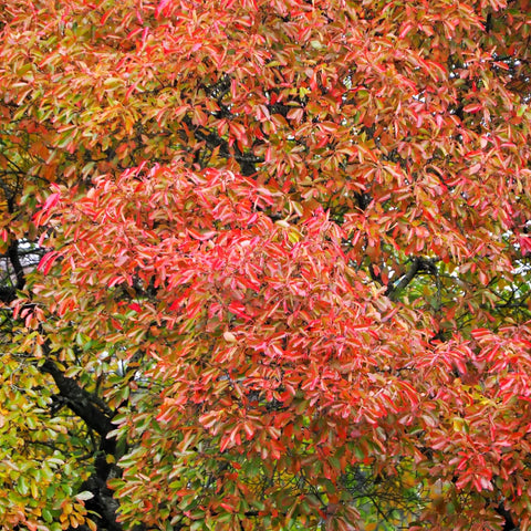 Black Gum Tree