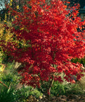 Bloodgood Japanese Maple