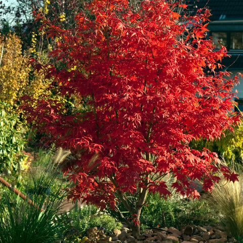 Bloodgood Japanese Maple