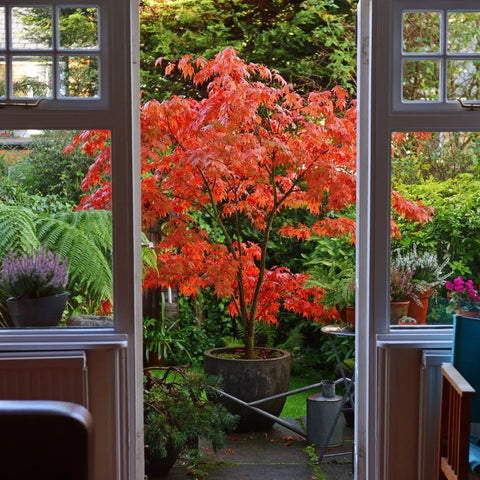 Bloodgood Japanese Maple