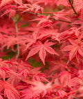 Bloodgood Japanese Maple