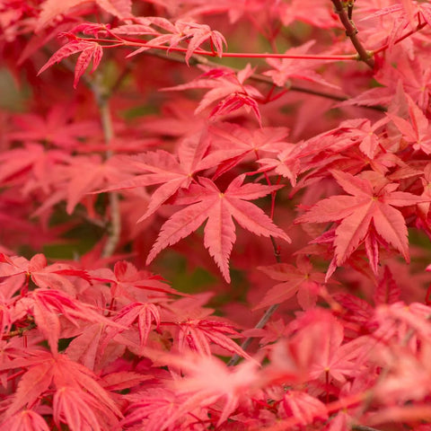 Bloodgood Japanese Maple