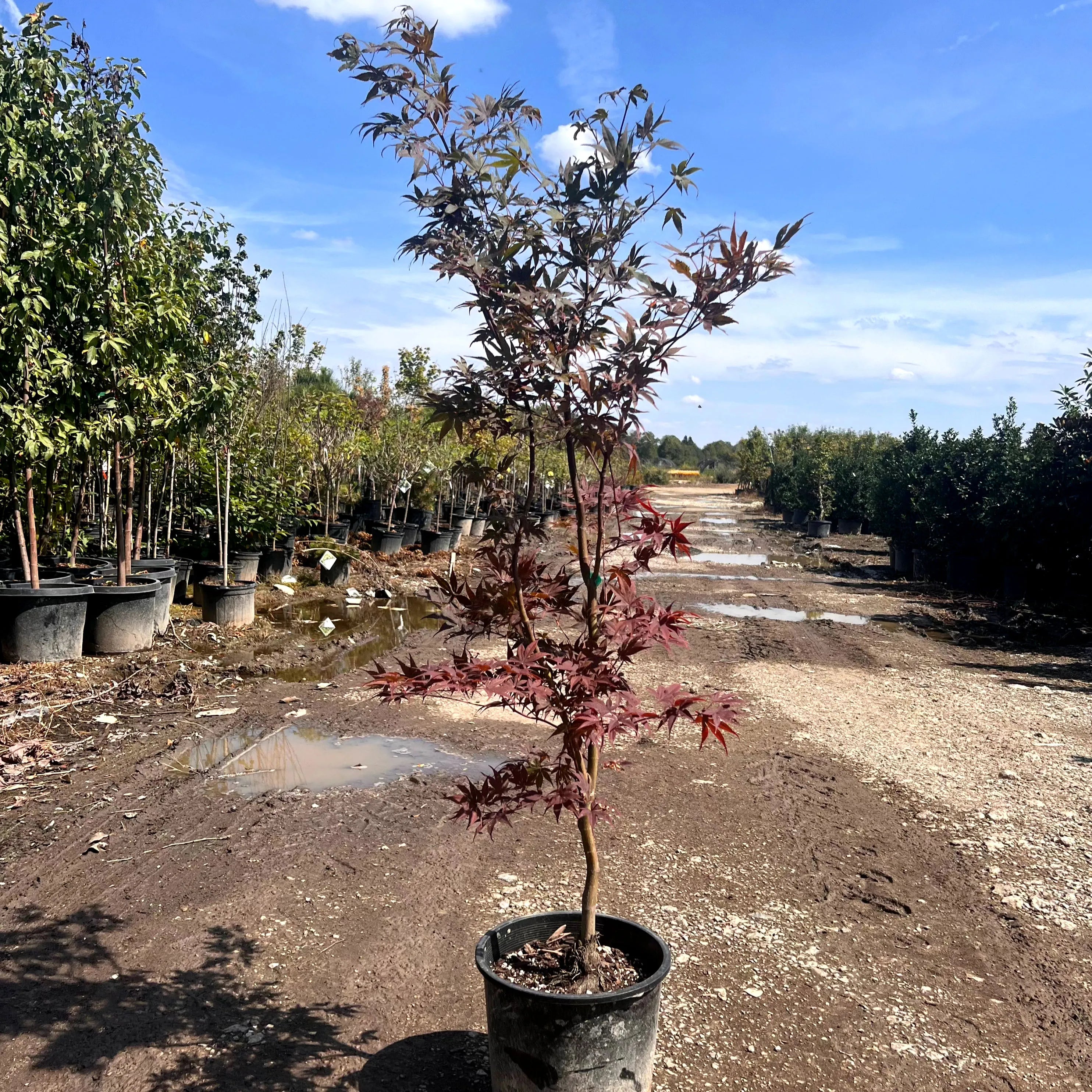 Bloodgood Japanese Maple – Simply Trees