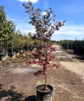 Bloodgood Japanese Maple