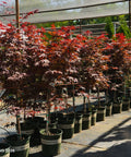 Bloodgood Japanese Maple