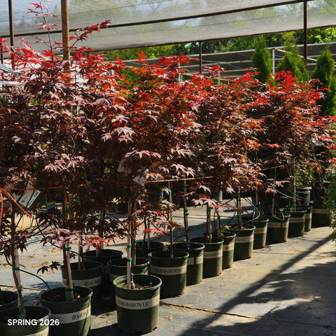 Bloodgood Japanese Maple