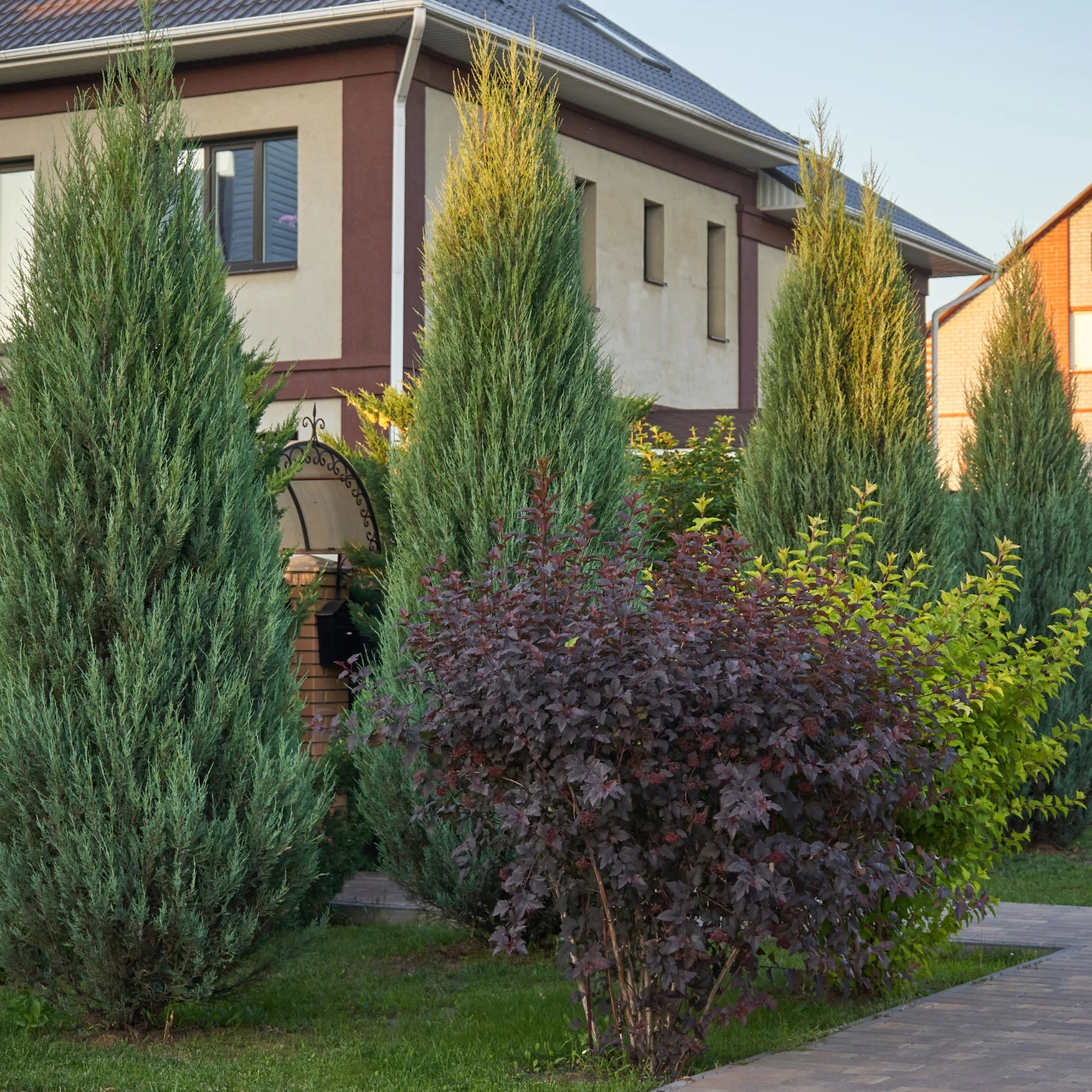 BlueArrowJuniper.webp?v=
