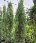 Blue Arrow Juniper