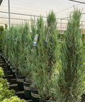 Blue Arrow Juniper