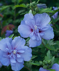 Blue Chiffon Hibiscus Tree