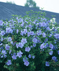 Blue Chiffon Hibiscus Tree