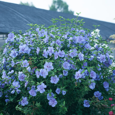 Blue Chiffon Hibiscus Tree