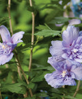 Blue Chiffon Hibiscus Tree