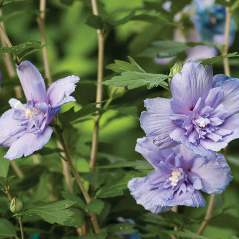 Blue Chiffon Hibiscus Tree