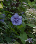 Blue Chiffon Hibiscus Tree