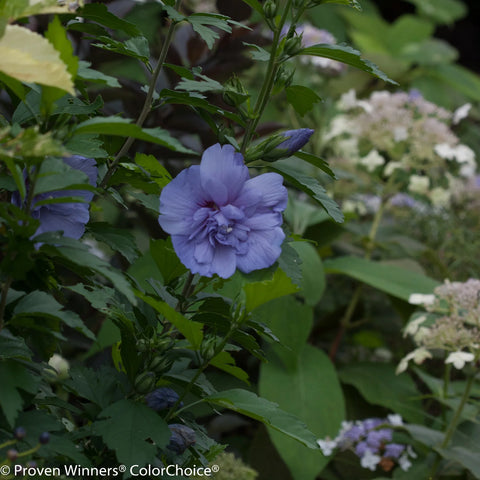 Blue Chiffon Hibiscus Tree