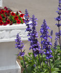 Blue Lagoon Salvia