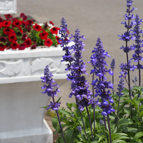 Blue Lagoon Salvia