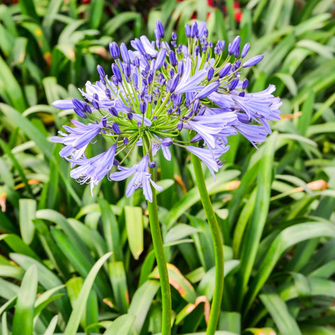 Blue Lily of the Nile