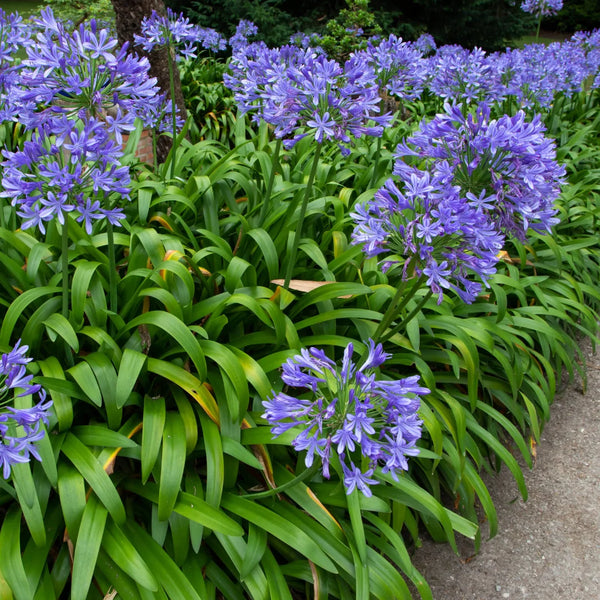 blue lily flower for sale Blue Lily of the Nile