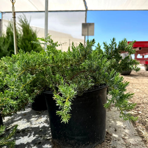 Blue Pacific Shore Juniper