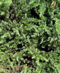 Blue Pacific Shore Juniper