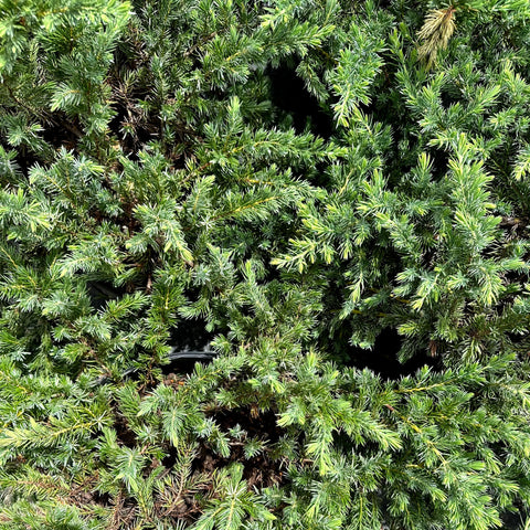 Blue Pacific Shore Juniper