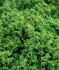 Blue Pacific Shore Juniper