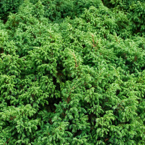 Blue Pacific Shore Juniper