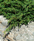 Blue Pacific Shore Juniper