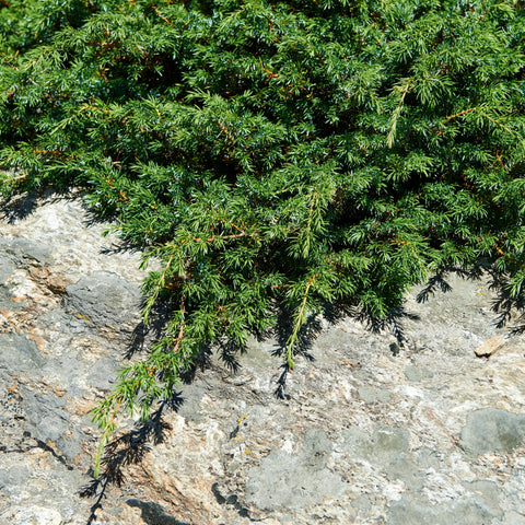 Blue Pacific Shore Juniper