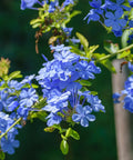 Blue Plumbago