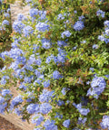 Blue Plumbago