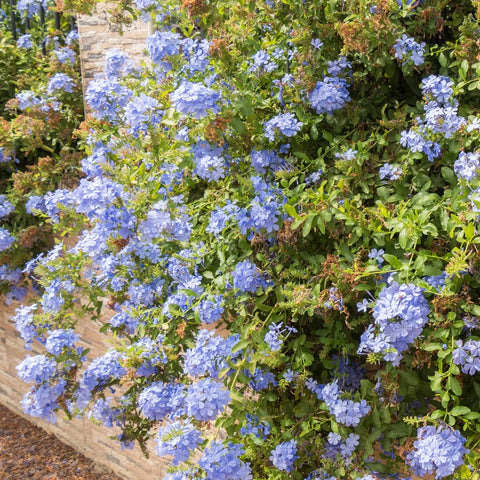 Blue Plumbago