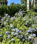 Blue Plumbago