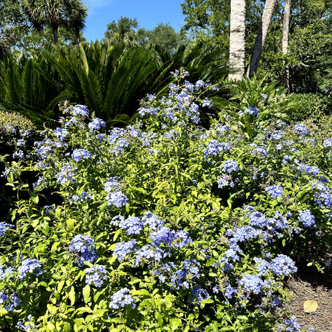 Blue Plumbago