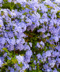 Blue Plumbago