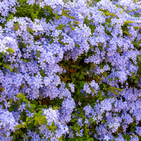 Blue Plumbago