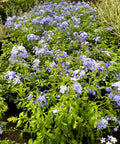 Blue Plumbago