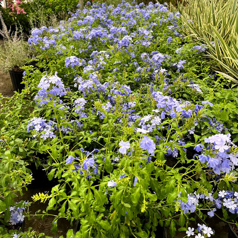 Blue Plumbago