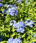 Blue Plumbago