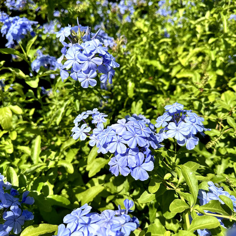 Blue Plumbago