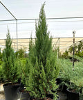 Blue Point Juniper